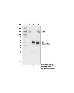 Cell Signaling Tie1 (D2k2t) Rabbit mAb