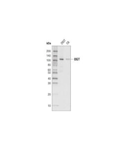 Cell Signaling Ogt (D1d8q) Rabbit mAb (Hrp Conjugate)