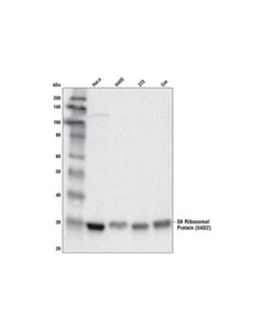 Cell Signaling S6 Ribosomal Protein (54d2) Mouse mAb