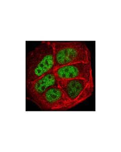 Cell Signaling Ap-2gamma Antibody