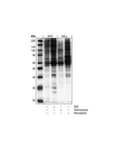 Cell Signaling Phospho-MAPK/CDK Substrates (PXS*P or S*PXR/K) (34B2) Rabbit mAb 20 uL