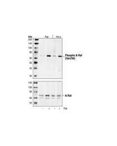 Cell Signaling Raf Family Antibody Sampler Kit
