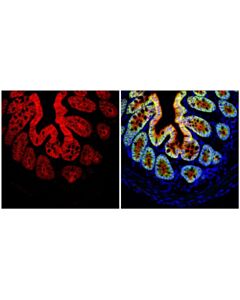 Cell Signaling Beta-Catenin (D10a8) Rabbit mAb (Alexa Fluor® 647 Conjugate)