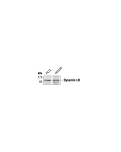 Cell Signaling Dynamin I/Ii Antibody