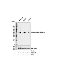 Cell Signaling Phospho-Akt (Ser473) (E4u3u) Mouse mAb