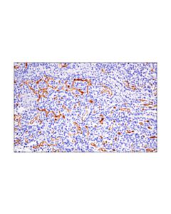 Cell Signaling Cd200 (E5i9v) Xp Rabbit mAb