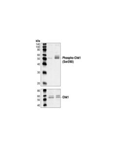 Cell Signaling Phospho-Chk1 (Ser280) Antibody