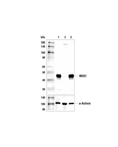 Cell Signaling Mek1 (61b12) Mouse mAb