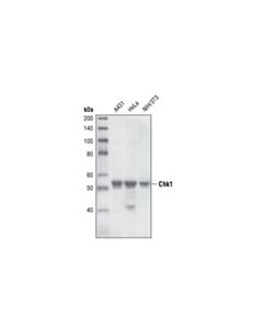 Cell Signaling Chk1 (2g1d5) Mouse mAb