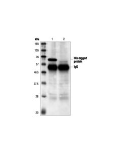 Cell Signaling His-Tag Antibody