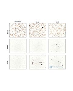 Cell Signaling Ha-Tag (6e2) Mouse mAb