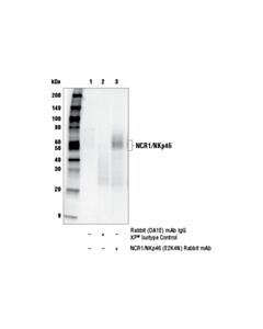 Cell Signaling Ncr1/Nkp46 (E2k4n) Rabbit mAb