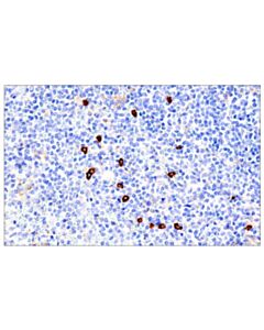 Cell Signaling Il3ra/Cd123 (Br4ms) Mouse mAb