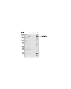 Cell Signaling Irs-1 Antibody