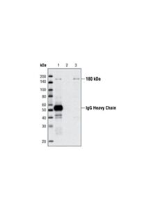 Cell Signaling Phospho-Irs-1 (Ser1101) Antibody