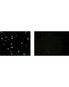 Cell Signaling Mbp Tag (8g1) Mouse mAb