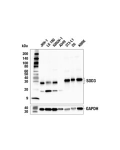 Cell Signaling SOD3 (E8M3G) Rabbit mAb