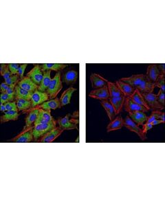 Cell Signaling Phospho-Hsp27 (Ser82) Antibody