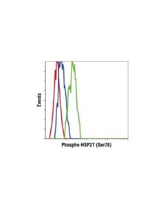 Cell Signaling Phospho-Hsp27 (Ser78) Antibody