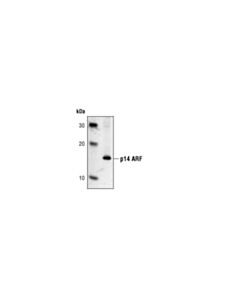 Cell Signaling p14 ARF (4C6/4) Mouse mAb 20 uL
