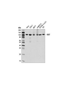 Cell Signaling OGT (D1D8Q) Rabbit mAb 20 uL