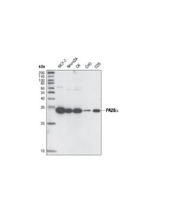 Cell Signaling Pa28alpha Antibody