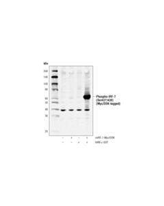 Cell Signaling Phospho-IRF-7 (Ser437/438) (D6M2I) Rabbit mAb 20 uL