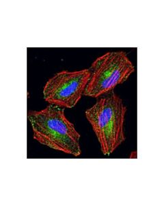Cell Signaling Rab11a Antibody