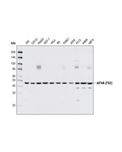 Cell Signaling Eif4a (F52) Antibody