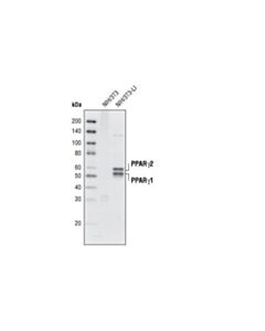 Cell Signaling Ppargamma (D69) Antibody