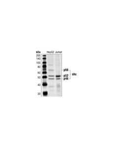 Cell Signaling Shc Antibody