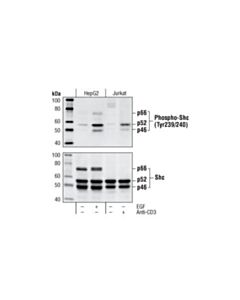 Cell Signaling Phospho-Shc (Tyr239/240) Antibody