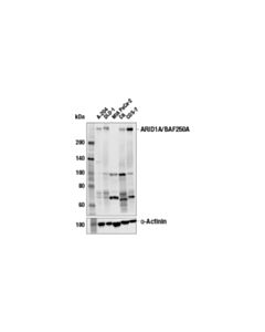 Cell Signaling Arid1a/Baf250a (E4f8t) Mouse mAb