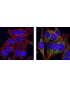 Cell Signaling Phospho-Eif4g (Ser1108) Antibody