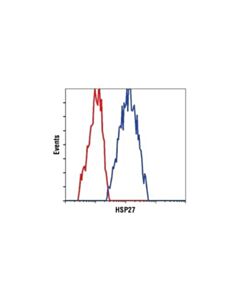 Cell Signaling Hsp27 Antibody (Rodent Preferred)