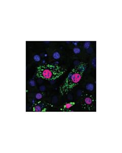 Cell Signaling Ppargamma (81b8) Rabbit mAb