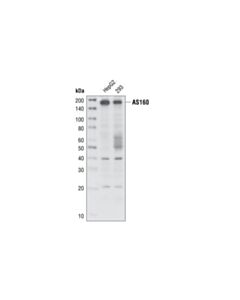 Cell Signaling As160 Antibody