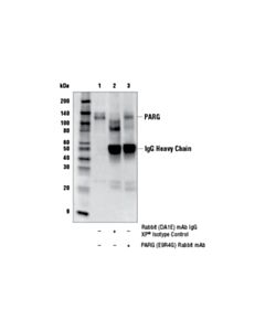 Cell Signaling Parg (E9r4g) Rabbit mAb