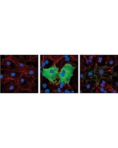 Cell Signaling Glu-Glu Tag Antibody