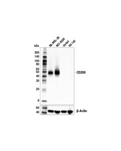 Cell Signaling Cd200 (E5i9v) Xp Rabbit mAb (Bsa And Azide Free)