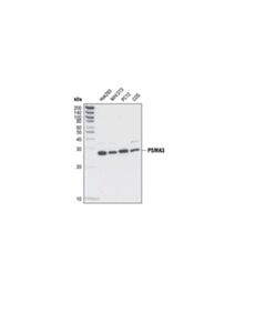 Cell Signaling Psma3 Antibody