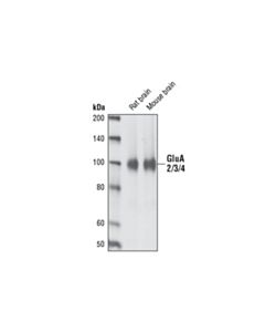 Cell Signaling Ampa Receptor (Glua2/3/4) Antibody