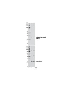 Cell Signaling Phospho-Rac1/Cdc42 (Ser71) Antibody