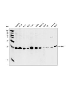 Cell Signaling Cdc42 Antibody