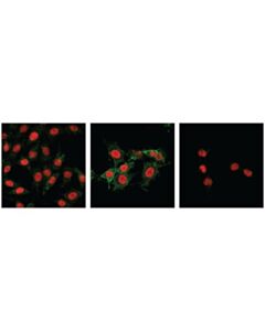 Cell Signaling Phosphoplus Mlkl (Ser345) Antibody Duet