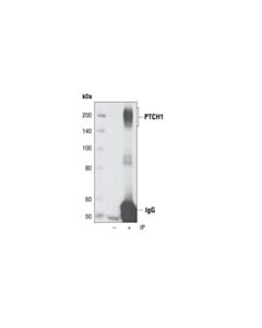Cell Signaling Ptch1 (C53a3) Rabbit mAb