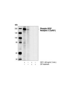 Cell Signaling Phospho-Vegf Receptor 2 (Tyr951) (7h11) Mouse mAb