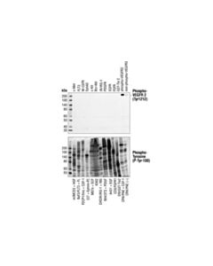 Cell Signaling Phospho-Vegf Receptor 2 (Tyr1212) (11a3) Rabbit mAb