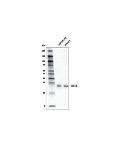 Cell Signaling Bcl-Xl (54h6) Rabbit mAb (Hrp Conjugate)