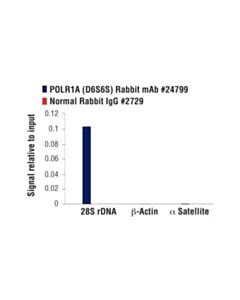 Cell Signaling Polr1a (D6s6s) Rabbit mAb